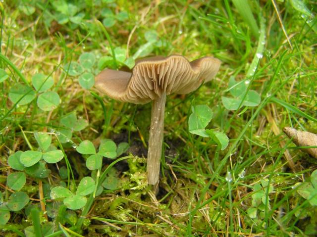 P7233375
